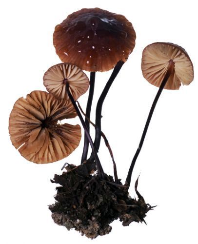 Mushroom 16